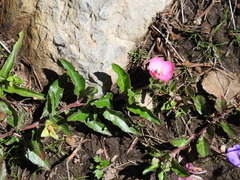 Oenothera deserticola