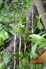 Epidendrum nocturnum