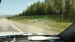 Bison bison athabascae
