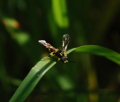 Tenthredo zona
