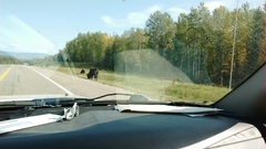 Bison bison athabascae