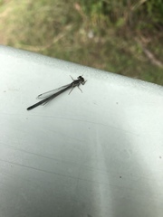 Ischnura posita