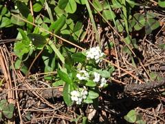 Lithospermum distichum