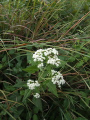 Ageratina altissima
