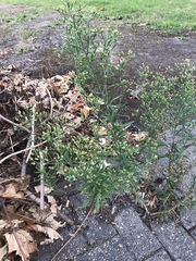 Erigeron sumatrensis