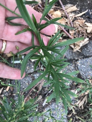 Erigeron sumatrensis