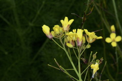 Brassica fruticulosa