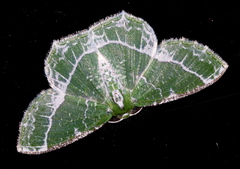 Eucyclodes insperata
