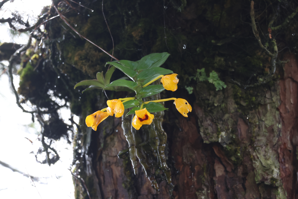 Dendrobium ochreatum Lindl. 4