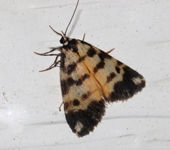 Thallarcha jocularis