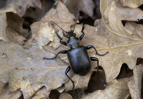 Lesser Searcher Beetle, photo 3 of 7