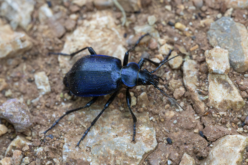 Lesser Searcher Beetle, photo 2 of 7