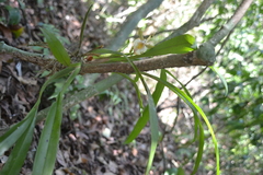 Aspasia principissa
