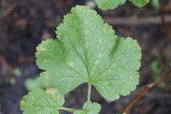 Ribes viscosissimum