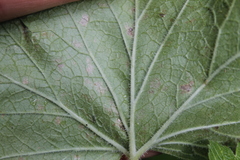 Ribes viscosissimum