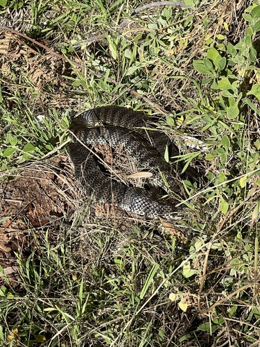 Tiger Snake sighting
