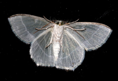 Eucyclodes insperata