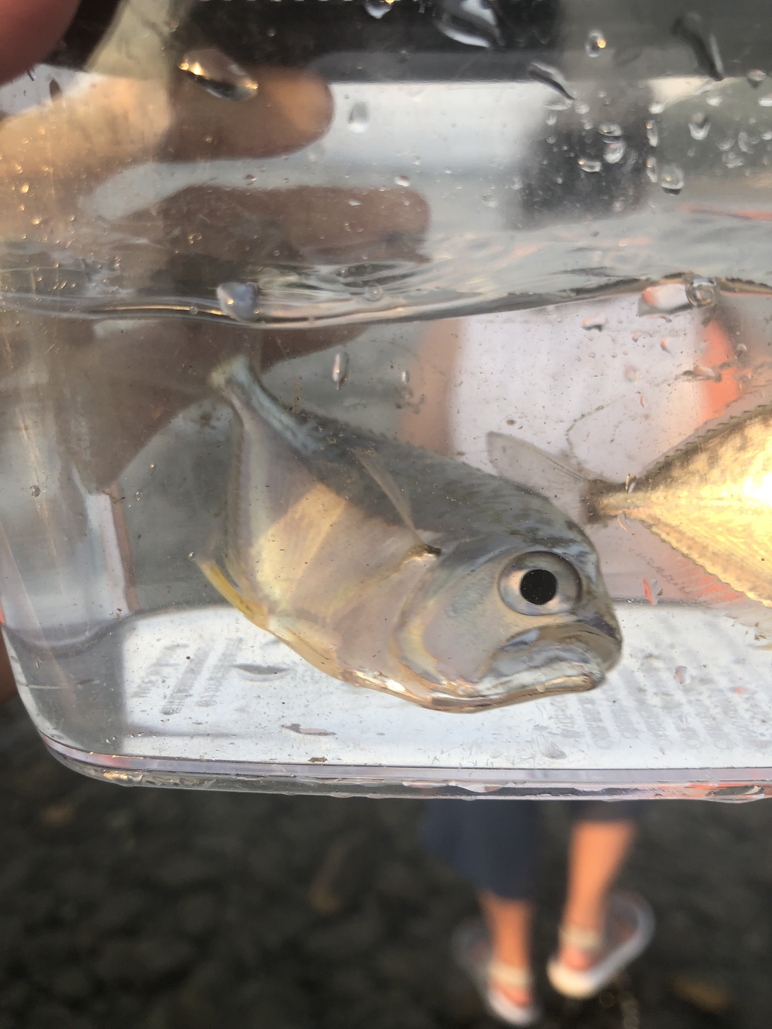 Large-Toothed Ponyfish photo 2