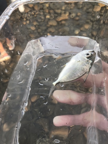Large-toothed ponyfish (Gazza achlamys) — Leiognathidae — 3