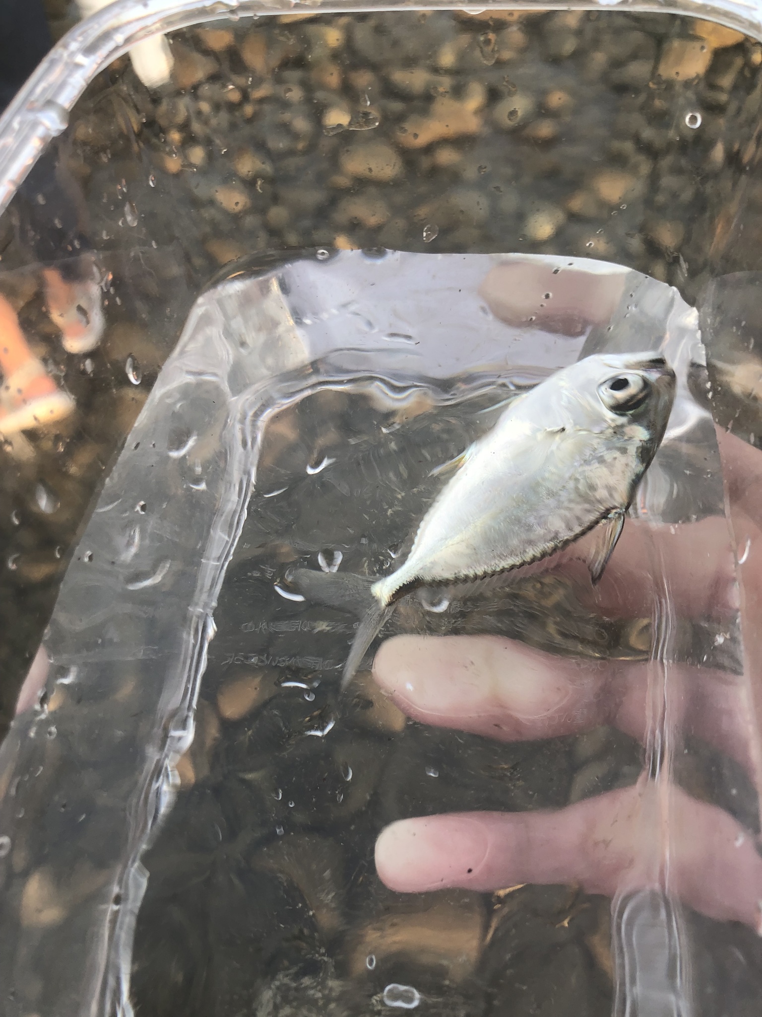 Large-Toothed Ponyfish photo 3