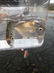 Large-Toothed Ponyfish photo 1