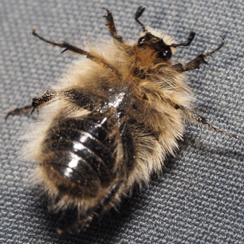 Apple Blossom Beetle