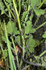 Brassica fruticulosa