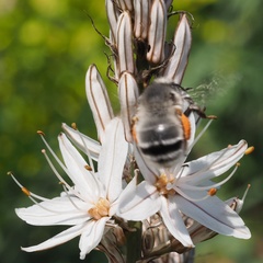 Anthophora canescens