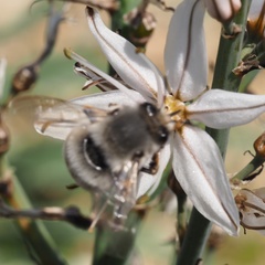 Anthophora canescens