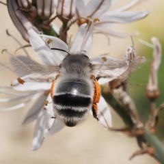 Anthophora canescens