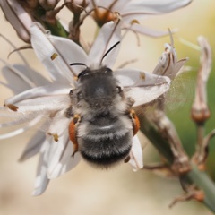 Anthophora canescens