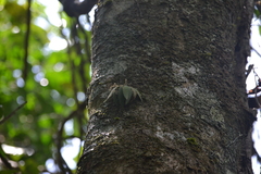 Ornithocephalus bicornis