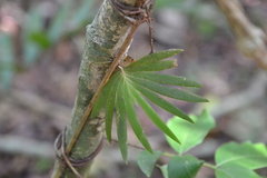 Ornithocephalus bicornis