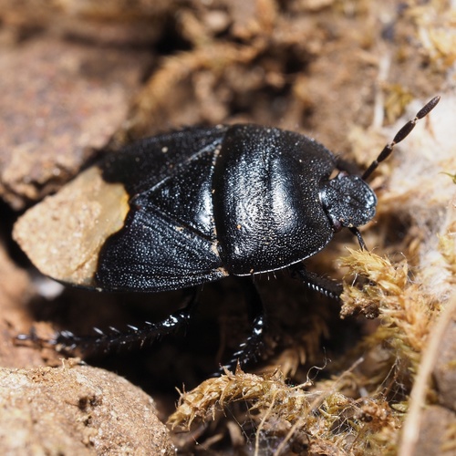 Black burrowing bug
