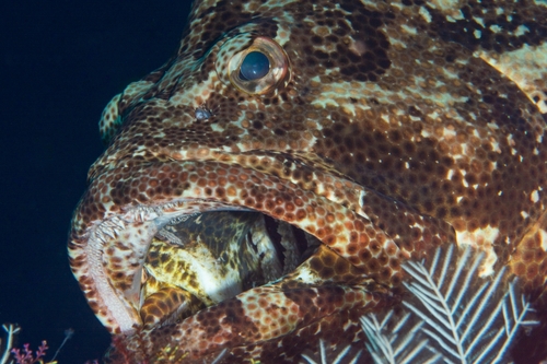 Flowery Rockcod — seen at this dive site