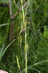 Brassica fruticulosa