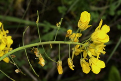 Brassica fruticulosa