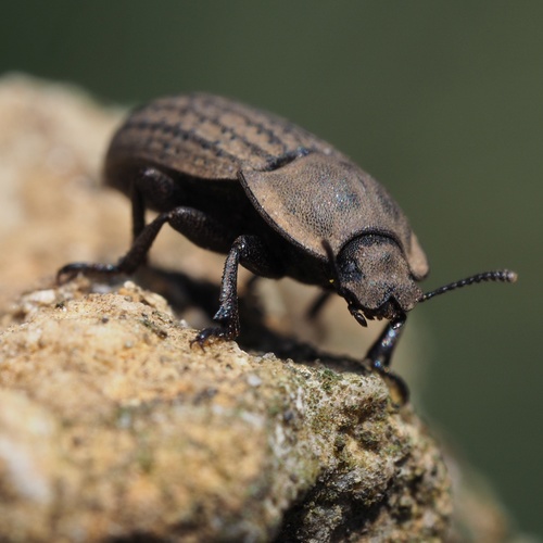 potemník pieskový (Opatrum sabulosum)