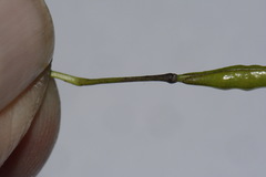 Brassica fruticulosa