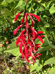 Erythrina × bidwillii