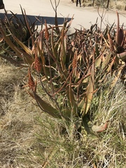 Aloe camperi