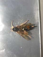 Urocerus flavicornis