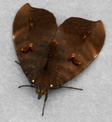 Phyllodes consobrina