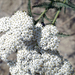 Achillea setacea - Photo (c) Cristina Florentina Alistar, some rights reserved (CC BY-NC), uploaded by Cristina Florentina Alistar