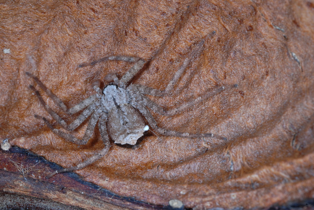 Selenops insularis