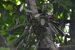 Anthurium gracile