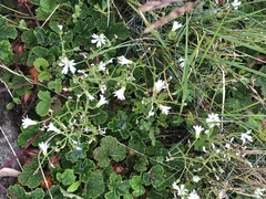 Cerastium morrisonense