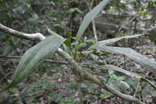 Anthurium bakeri (Anthurium bakeri)