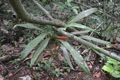 Anthurium bakeri