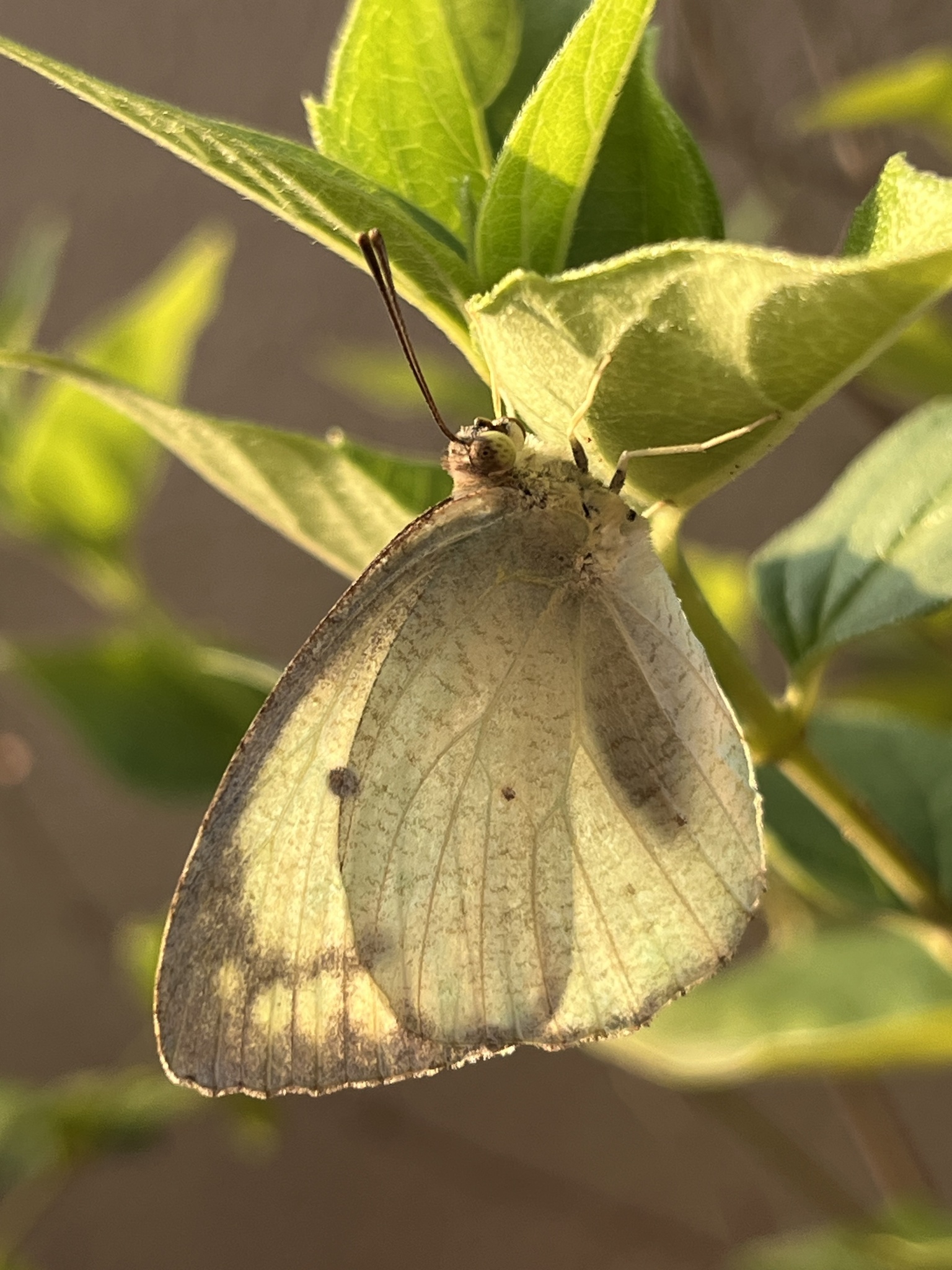 Mottled Emigrant